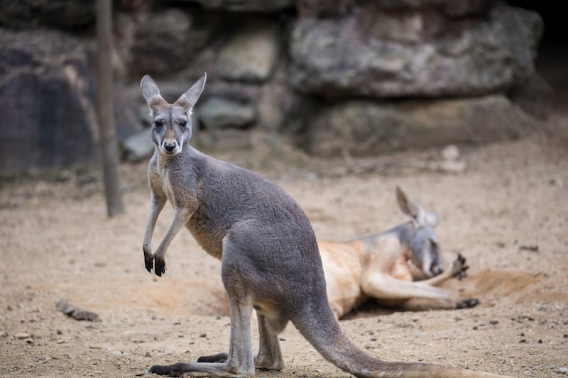 A kangaroo looks at the camera in Hangzhou Zoo, eastern China, in 2015. Getty