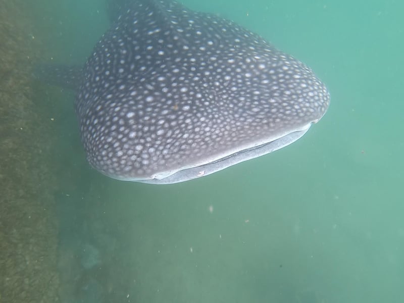 A whale shark spotted in Abu Dhabi near Al Raha. Courtesy: Environment Agency Abu Dhabi