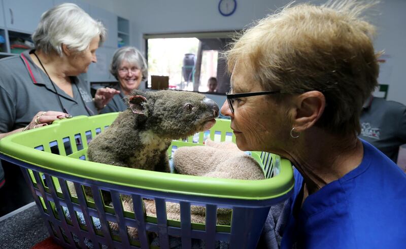 (Left to right) Sheila Bailey, Judy Brady and Clinical Director Cheyne Flanagan tend to a koala named Paul from Lake Innes Nature Reserve as he recovers from burns at The Port Macquarie Koala Hospital in Port Macquarie, Australia. Getty Images