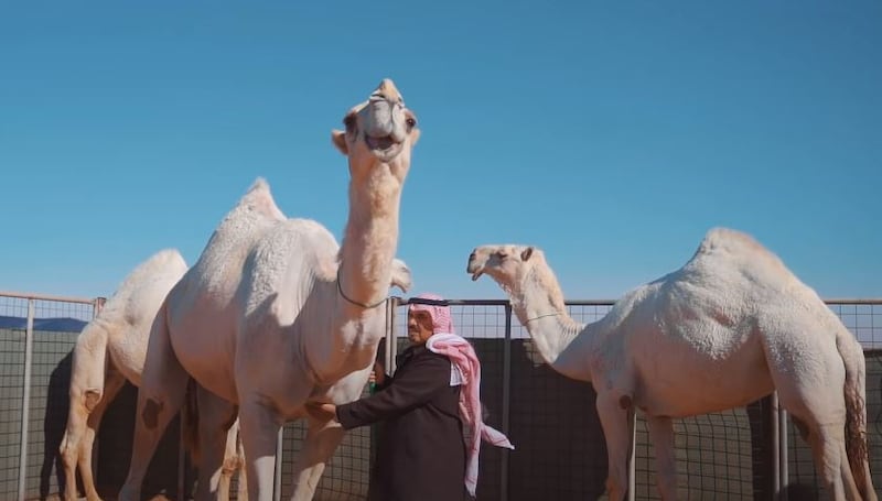 It is to house and groom camels during the sixth King Abdul Aziz Camel Festival.