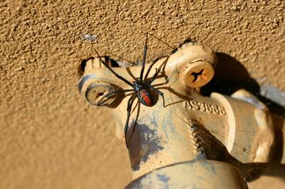 (AUSTRALIA OUT) A red back spider lurking under a backyard tap, 10 March 2005. SMH Picture by QUENTIN JONES (Photo by Fairfax Media via Getty Images/Fairfax Media via Getty Images via Getty Images)
