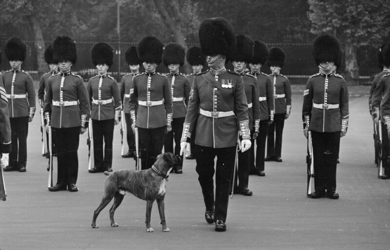 Members of the 1st Battalion Welsh Guard with their canine mascot in 1965