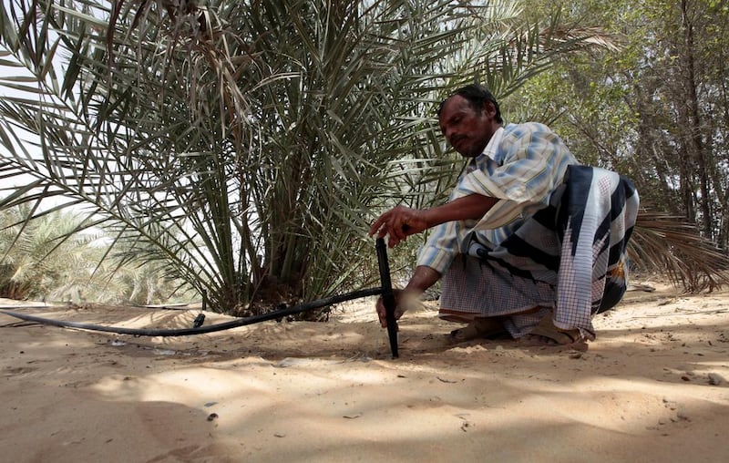  Zakariya Jalaludi, a 54-year-old farmer from India, fixes the water spout for this date palm tree. Jeffrey E Biteng  / The National