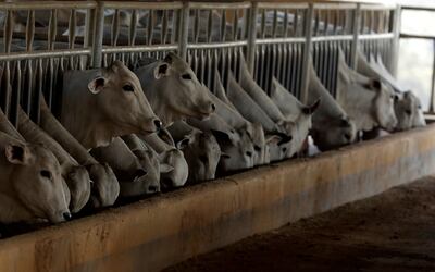 According to Stand.earth, Brazil has the largest cattle herd in the world, amounting to 215 million animals. Reuters