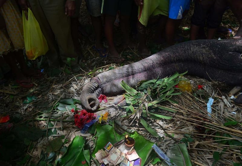 Flowers and money are placed by the villagers near the carcass of an Asiatic elephant before being buried in Sakrapani village in South Kamrup district of Assam state. According to local villagers the male elephant had an encounter  a few weeks before when he entered their village in search of food. The elephant died because of its injuries.  EPA