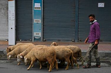 A shepherd drives a flock of sheep in Srinagar during a lockdown imposed by authorities after a sudden surge of coronavirus cases. AFP