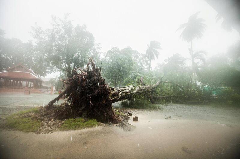 A fallen tree is seen as tropical storm Pabuk approaches the southern province of Nakhon Si Thammarat, Thailand. Reuters