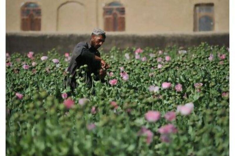 An Afgan opium poppy farmer scores opium poppy buds in a field in Helmand province. Nearly a decade into the war in Afghanistan, opium poppies are still the major crop for many farmers and a big source of income for the Taliban despite expensive efforts to stamp out cultivation. Bay Ismoyo / AFP Photo