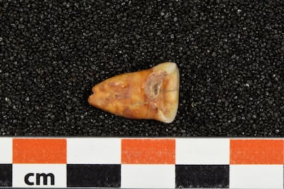 The human tooth discovered at Taforalt cave. Reuters 