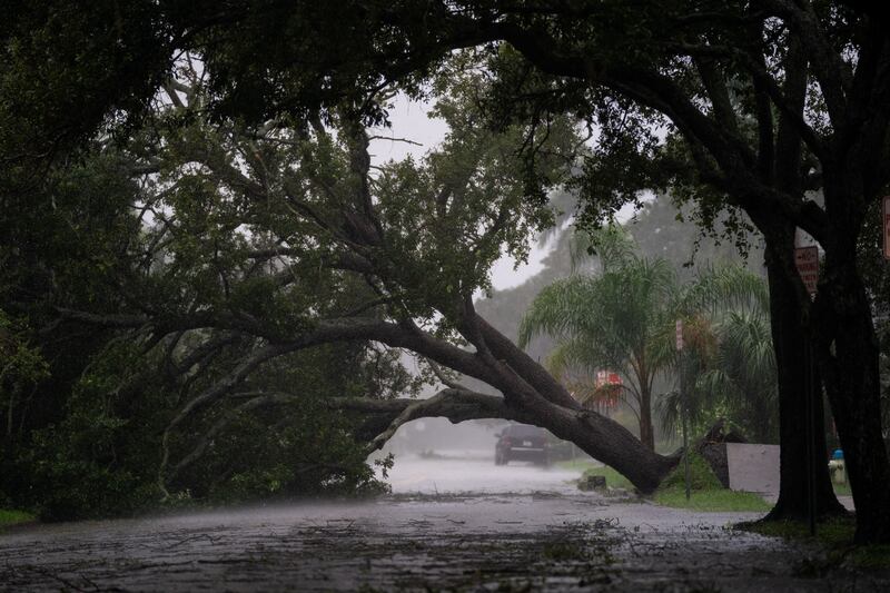 A tree is uprooted by strong winds as Hurricane Ian churns to the south in Sarasota. AFP