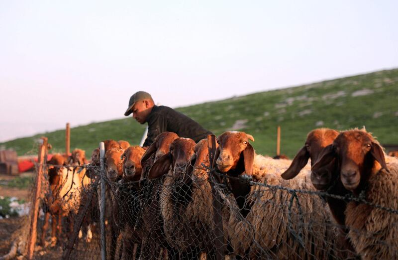 A Bedouin man tends to his sheep in Humsah al-Baqia, in the Israeli-occupied West Bank. AFP
