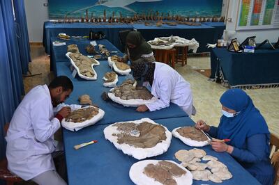 A team of Egyptian palaeontologists found 50 turtle fossils dating back to the Upper Cretaceous period in New Valley. Photo: New Valley Vertebrate Palaeontology Centre