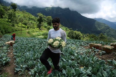 Villagers harvest vegetables from a field near Sudhmahadev earlier in the month. AP Photo