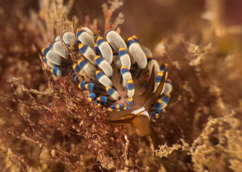 Nudibranchs can be found at depths of up to 2,500 metres. Courtesy Heiko Seim