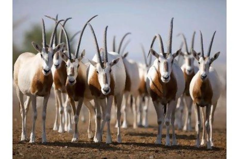 A herd of Scimitar-horned Oryx lines up to observe visitors to Sir Bani Yas Island.