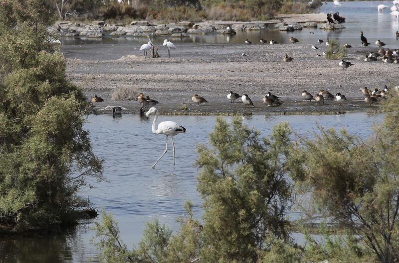 Migratory birds at Ras Al Khor Bird Sanctuary. Jeffrey E Biteng / The National