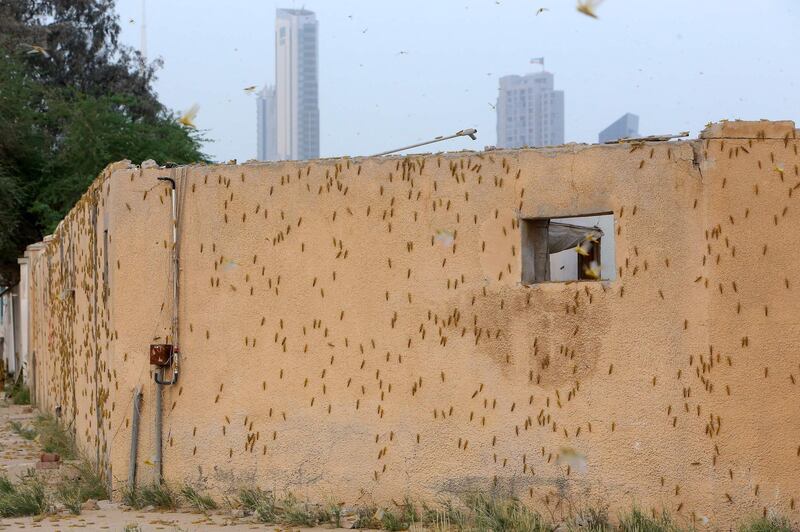 Blown in by sudden winds, desert locusts land on the wall of a building in Kuwait City. AFP