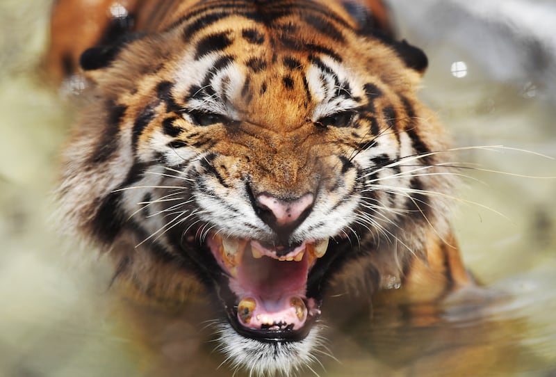 A Bengal tiger in a cage at Alipore Zoological Garden in Kolkata. AFP