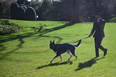 An aide walks the Biden’s dog, Major, on the South Lawn of the White House in Washington. AFP