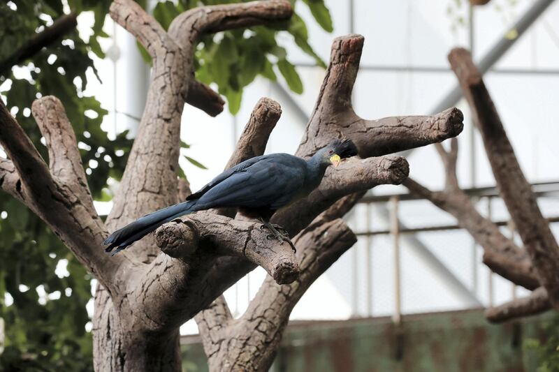 Dubai, United Arab Emirates - July 03, 2019: Great blue turaco. The Green Planet for Weekender. Wednesday the 3rd of July 2019. City Walk, Dubai. Chris Whiteoak / The National