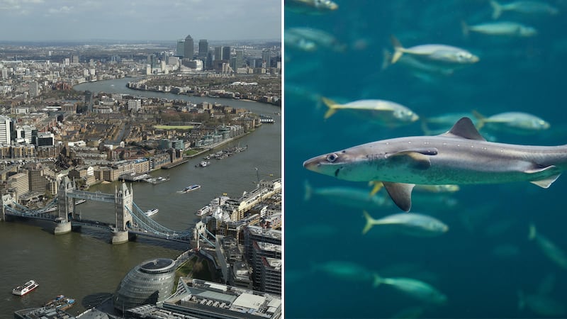 Tope, starry smooth hound and spurdog shark species have been found in the River Thames. Getty Images / Alamy
