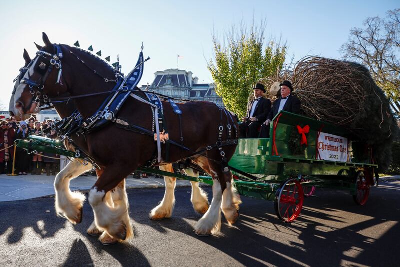 The tree arrives at the White House. Reuters