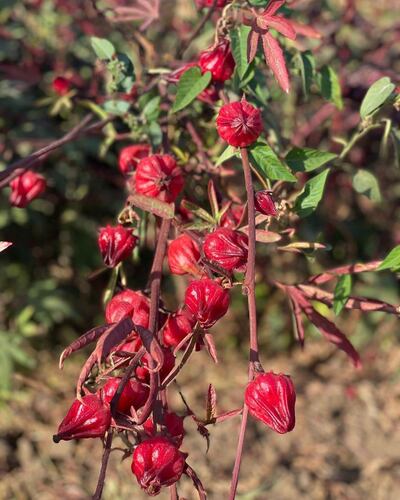 Hibiscus flowers on a small-scale farm in Nubia, southern Egypt. The farm exports their flowers to Egyptian-Canadian beverage company Nuba. Photo: supplied
