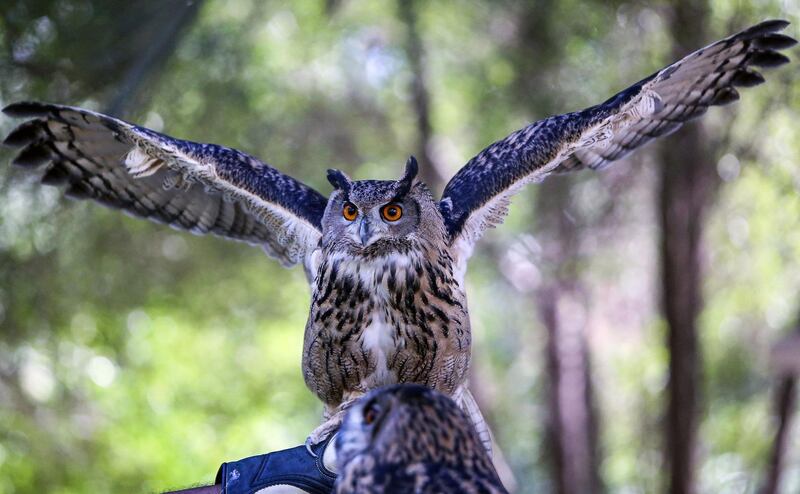 A Eurasian eagle owl spreads its wings while perching on the arm of a member of the Kuwait Owl Team, in Kuwait City. The owl enthusiasts have about 30 owls, from 15 species. AFP