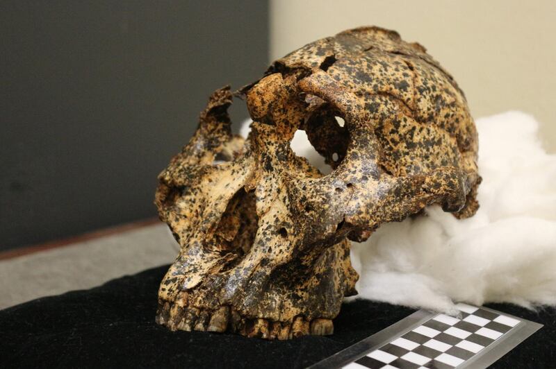 The two-million-year-old skull of Paranthropus robustus, small-brained ancient human cousin.