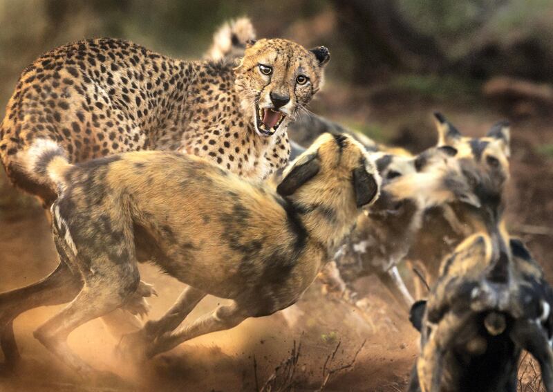 'Big Cat and Dog Spat' by Peter Haygarth, from the UK. Highly Commended in the Behaviour: Mammals category. In a rare encounter, a lone male cheetah is set upon by a pack of African wild dogs in Zimanga Private Game Reserve, South Africa. Courtesy Peter Haygarth / Wildlife Photographer of the Year