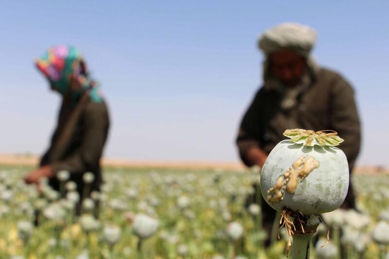 Opium production in Afghanistan creates serious problems not just for West and Central Asia, but across the world. Watan Yar / EPA
