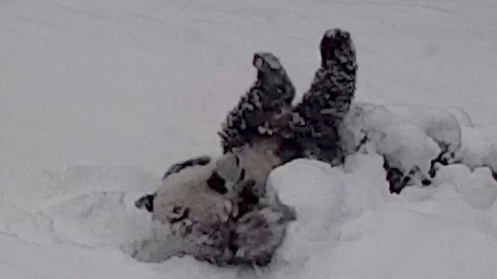 Giant panda cub frolics in the snow after storm in Washington