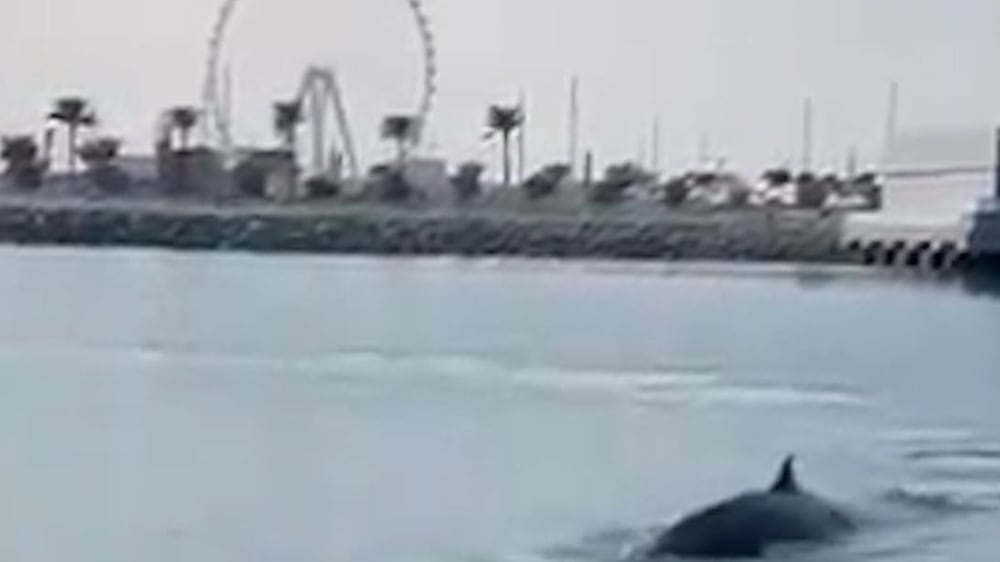 Whale spotted in Dubai Harbour marina