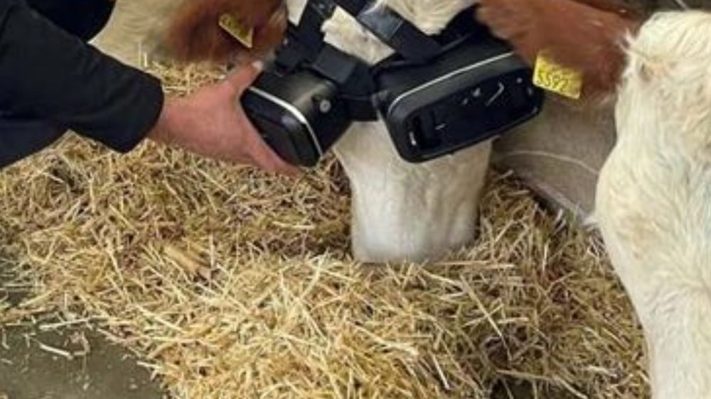 Turkish farmer fits his cows with VR glasses to help them produce more milk