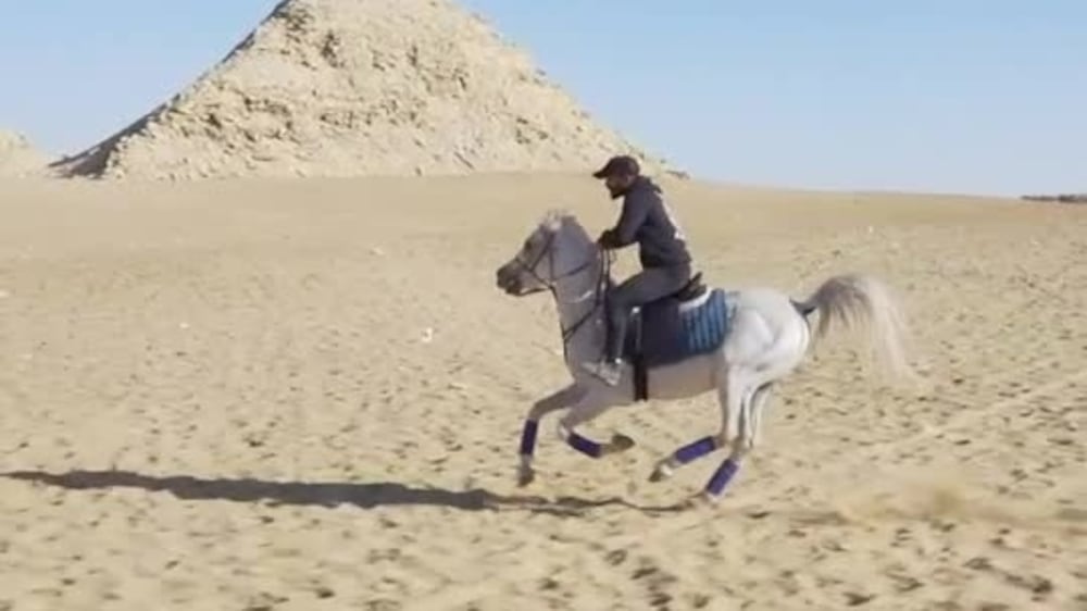 Talaat Kheil provide horse riding tours and trainings by the pyramids