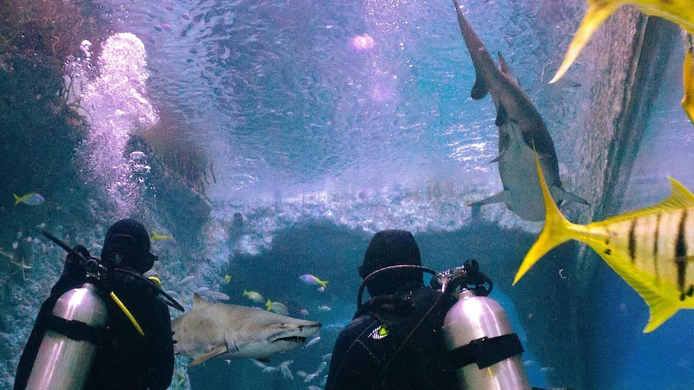 Dive with sharks at Abu Dhabi's National Aquarium