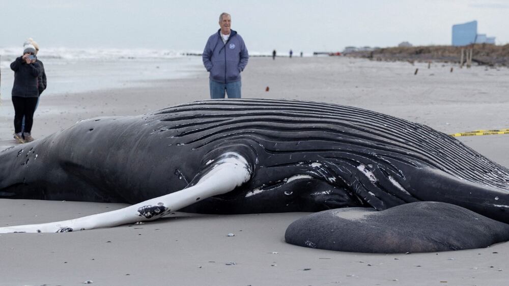 Humpback whale washes ashore on New Jersey state park