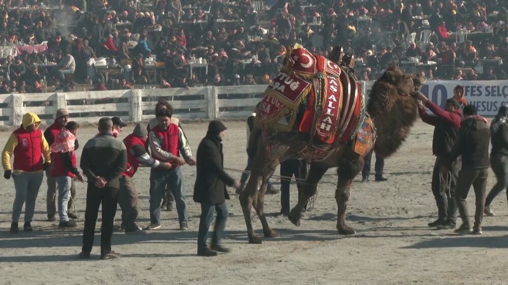 Animal rights activists speak out against Turkish camel wrestling festival