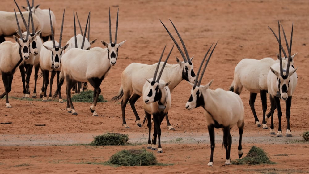 Oryx, ibex and gazelles return to the desert in Saudi  Arabia