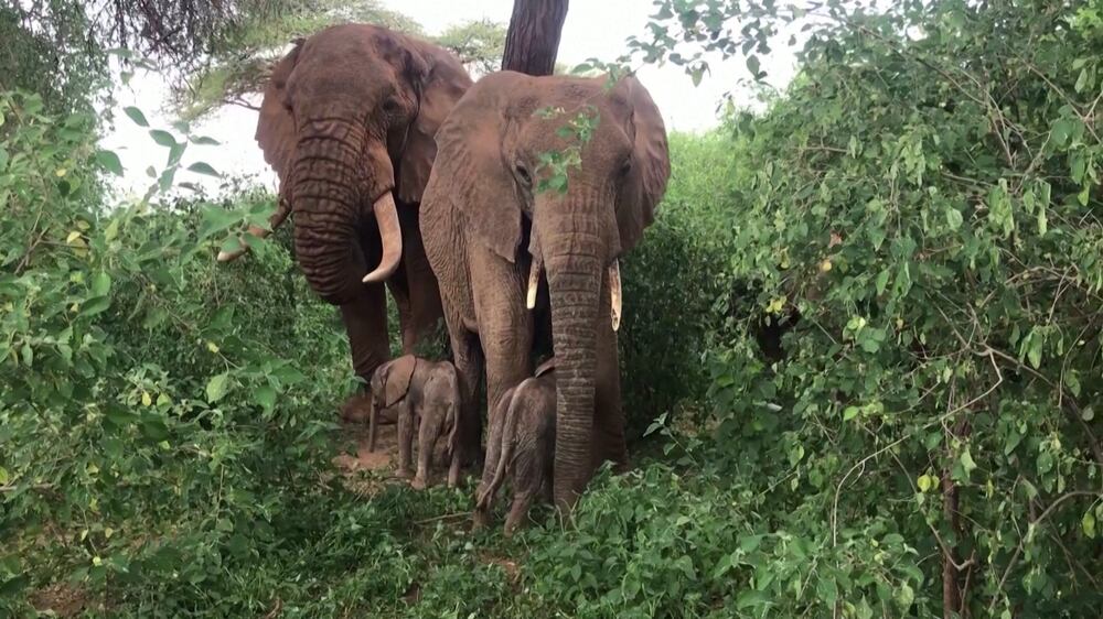 Rare sighting of twin baby elephants