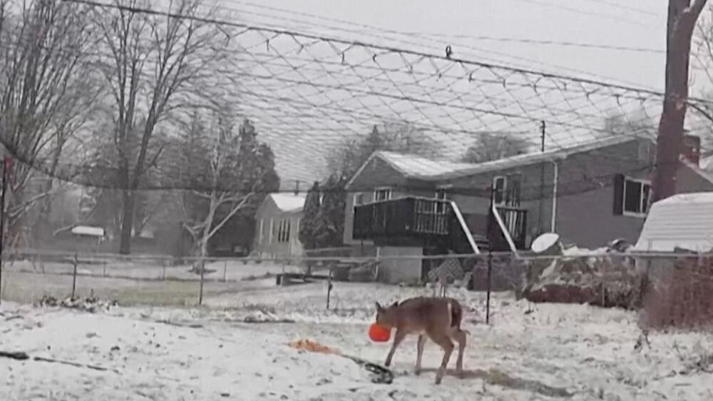 Michigan deer rescue
