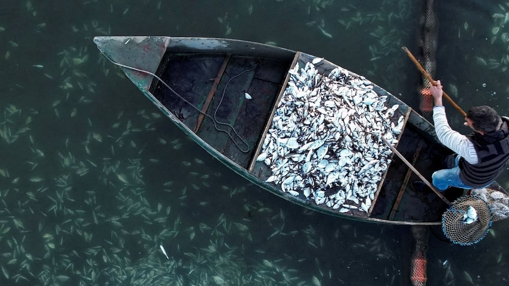 Drone shows Greek lagoon full of thousands of dead fish following snowstorm
