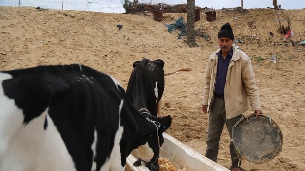 Gaza farmer struggles to keep his livestock alive