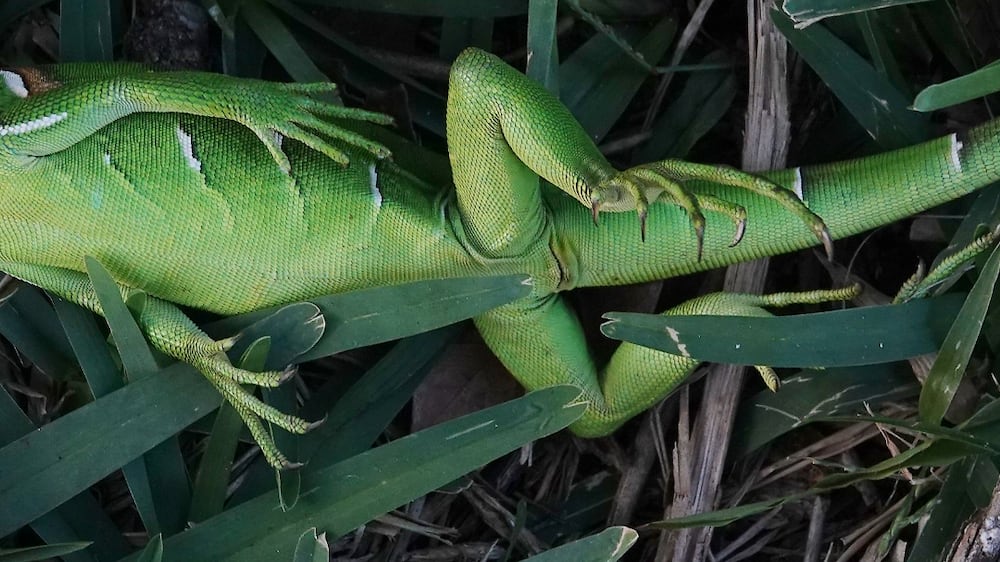 A stunned baby iguana lies in the grass at Cherry Creek Park in Oakland Park, Fla. , Jan.  22, 2020.  The National Weather Service said Sunday, Jan.  30, 2022 it's going to warm up nicely after the weekend.  The low temperatures near freezing are quite rare in Florida, but at first glance the citrus, strawberry and tomato winter crops suffered no major damage.  Farmers spray water onto the crops to help protect them from the cold.  Iguanas, an invasive species, are well accustomed to the trees of South Florida.  When it gets cold, like below 40 degrees, they go into a sort of suspended animation mode.  And they fall to the ground.   (Joe Cavaretta / South Florida Sun-Sentinel via AP)