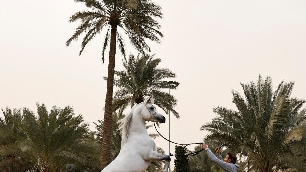 A breeder leads an Arabian horse inside the Al Wakeel Stud in Kerbala, Iraq, January 27, 2022.  Picture taken January 27, 2022.  REUTERS / Abdullah Dhiaa Al-Deen