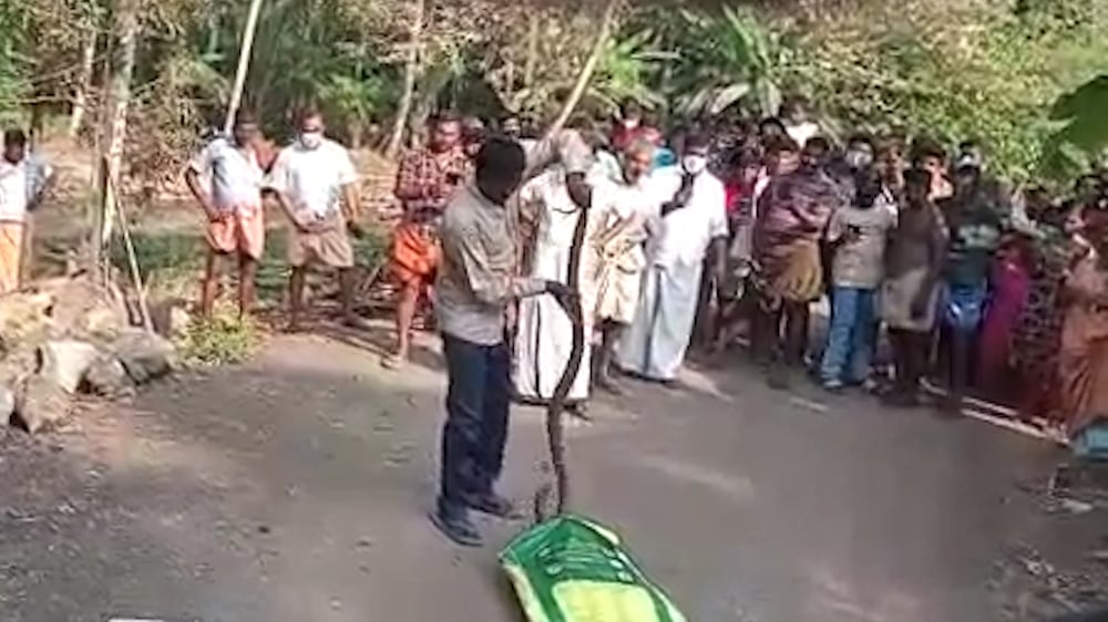 Kerala’s snake catcher on road to recovery after cobra bite