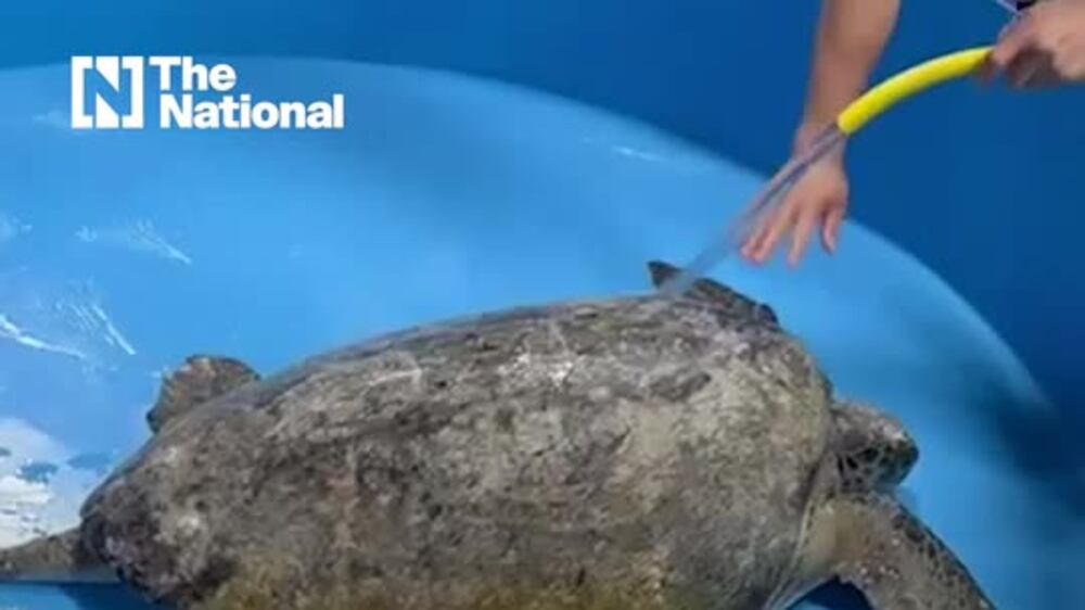 Turtle saved in Abu Dhabi