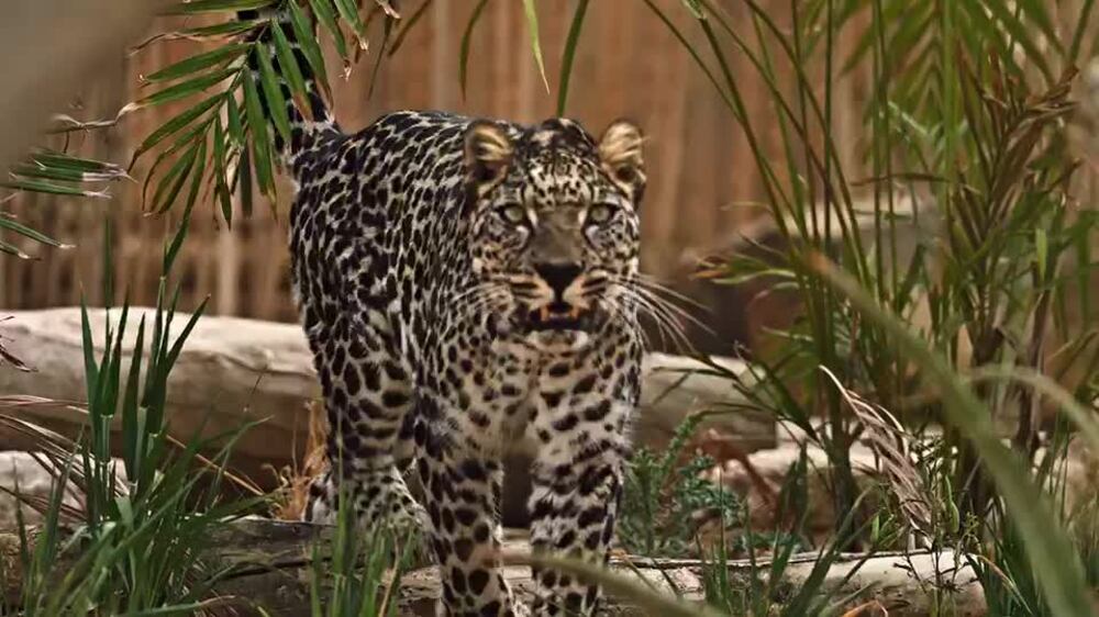 WATCH: International Arabian Leopard Day marked on February 10