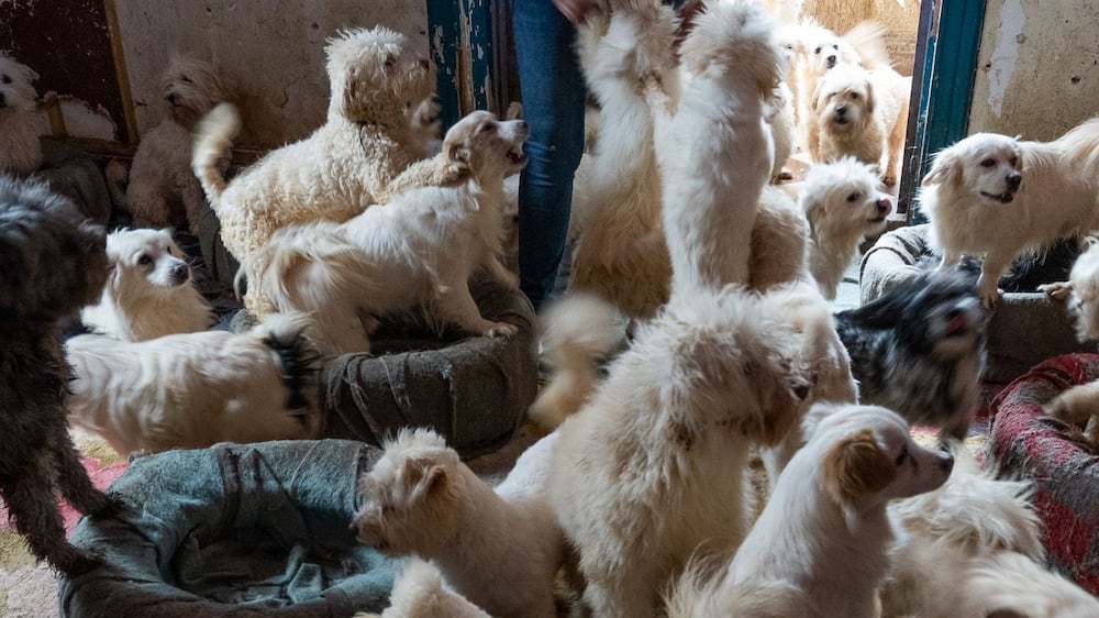 The prices rising in Egypt made it hard for Mira Gamal’s dog shelter in Cairo that receive about 60 abandoned dog monthly