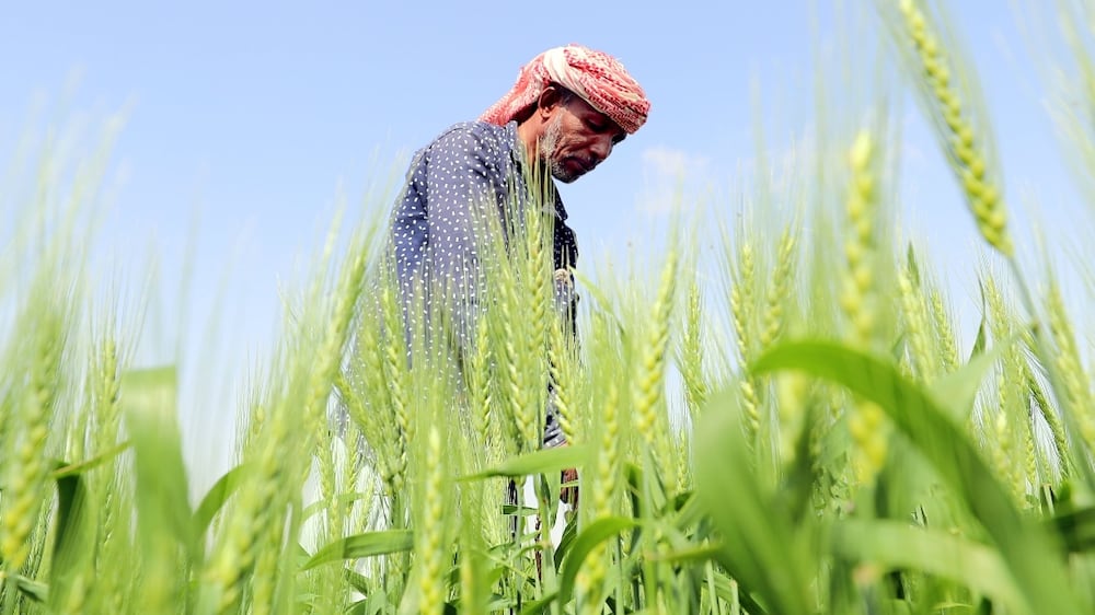 Wheat farm in Sharjah desert ready to welcome first harvest